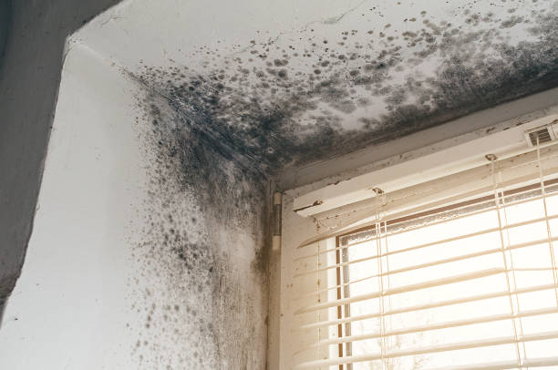 Affordable Mold Remediation solutions in Hudson, NC